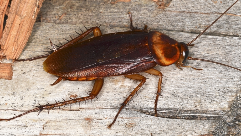 Cockroach Control Auckland
