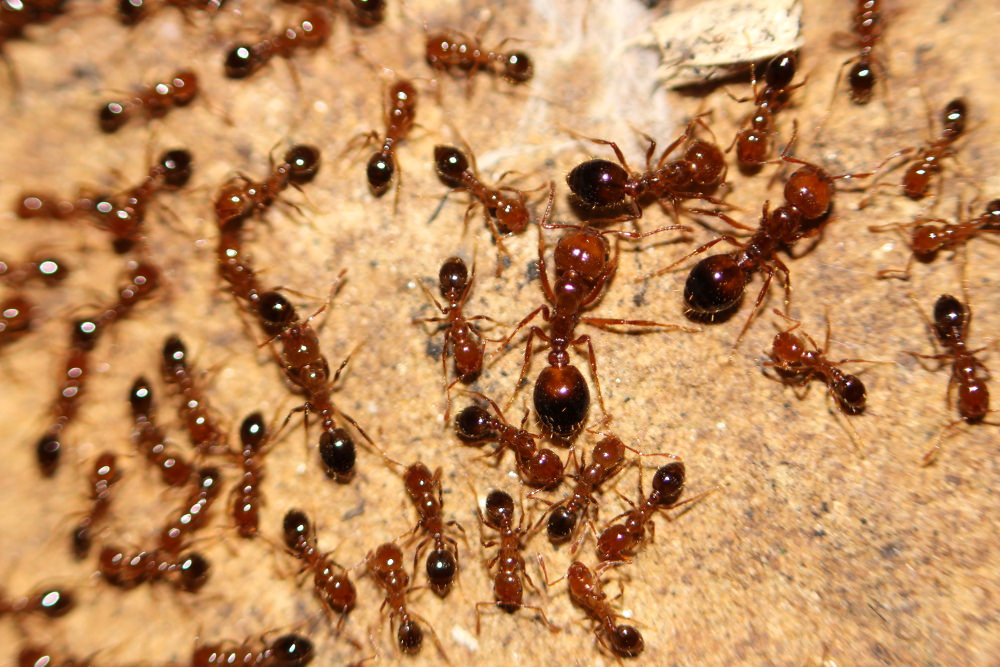 Ant Control Auckland