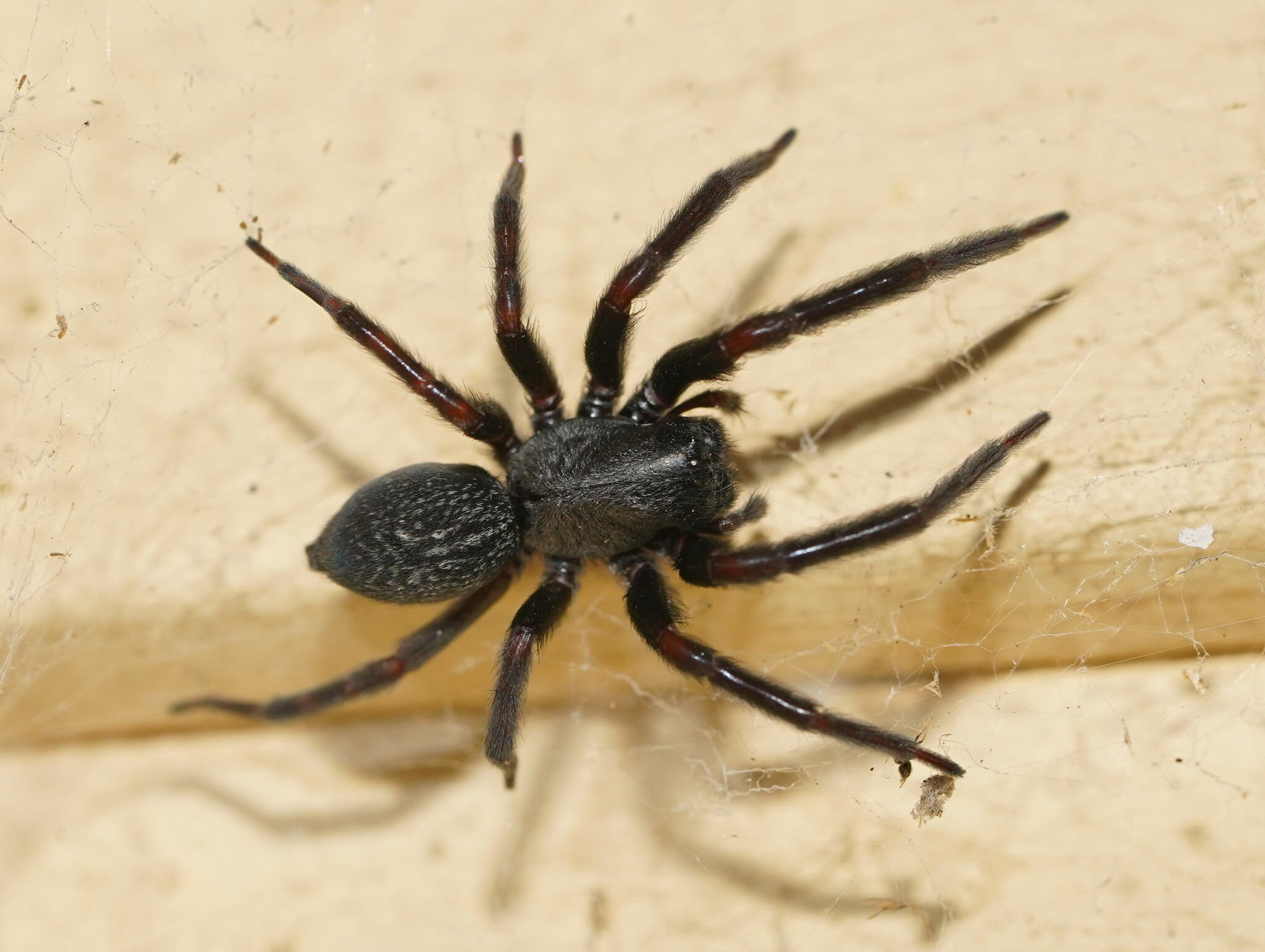 Spider Control Auckland