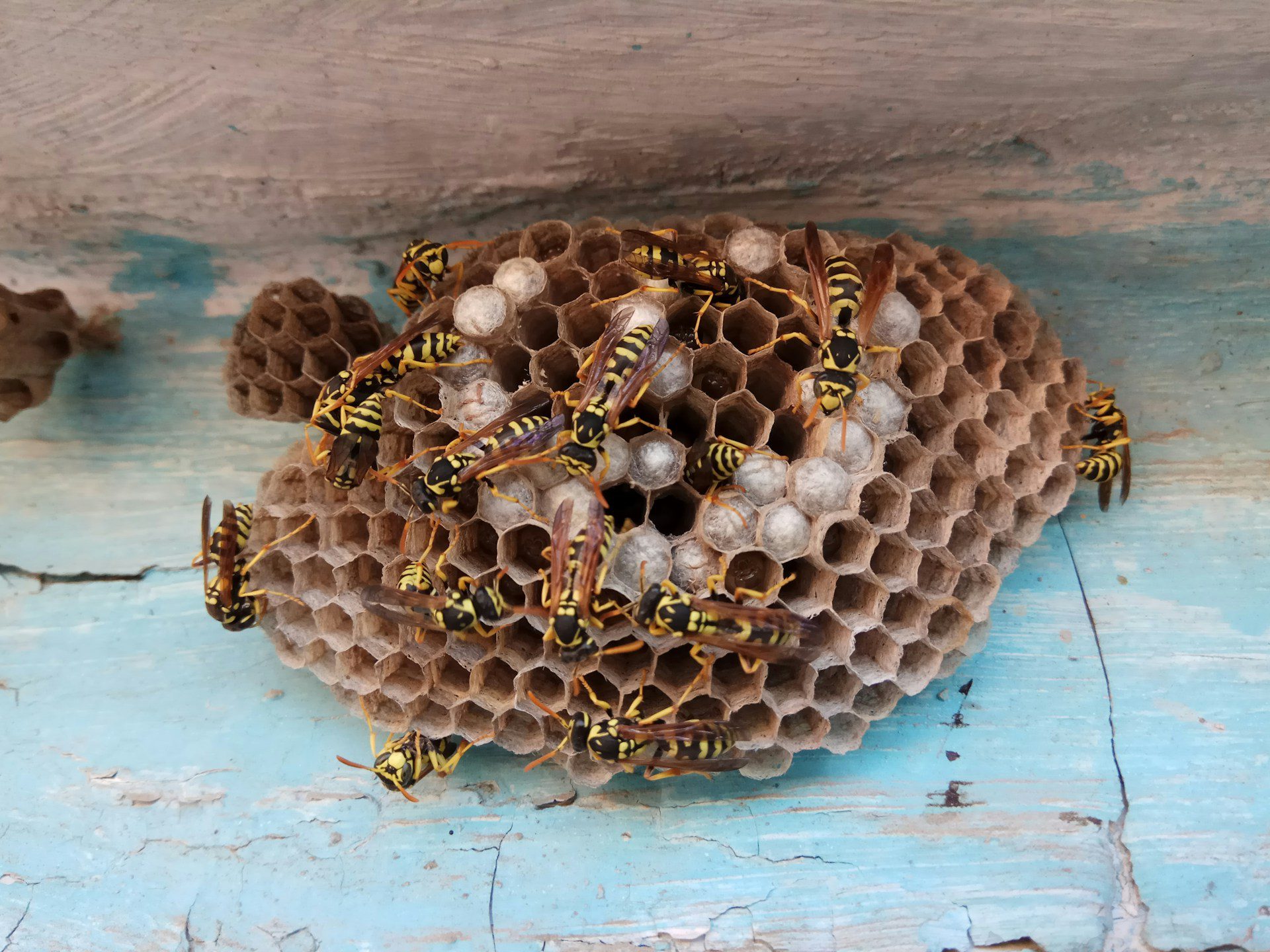 Wasp Removal Auckland
